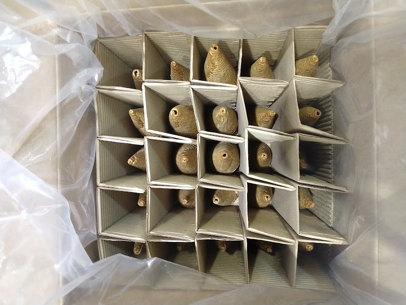 Martinez Ice Cream Cones